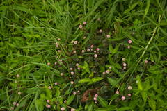 Persicaria capitata
