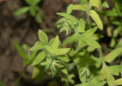 Hydrophylloideae