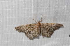 Hypagyrtis piniata