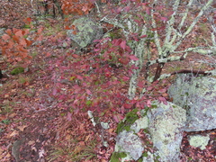 Ericaceae