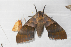 Pachysphinx modesta