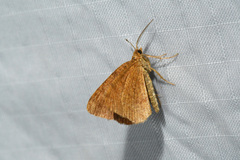 Macaria brunneata