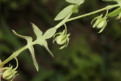 Hydrophylloideae