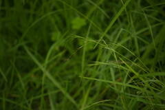 Microlaena stipoides