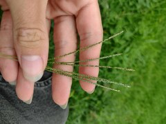 Digitaria violascens