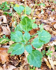 Pachysandra procumbens