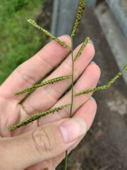 Paspalum mandiocanum