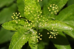 Osmorhiza occidentalis
