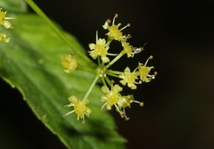 Osmorhiza occidentalis