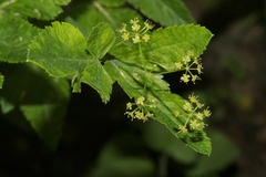 Osmorhiza occidentalis