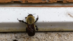 Bombus griseocollis