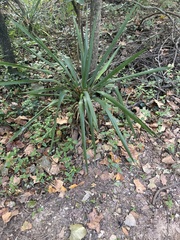 Yucca aloifolia