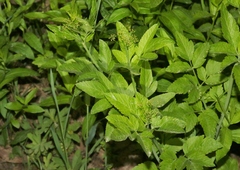 Osmorhiza occidentalis