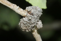 Aceria parapopuli