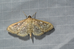 Herpetogramma aquilonalis