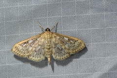 Herpetogramma aquilonalis