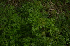 Petroselinum crispum