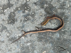 Erythrolamprus melanotus