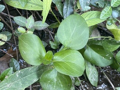 Vinca major