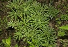 Lupinus sericeus
