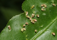 Eriophyes emarginatae