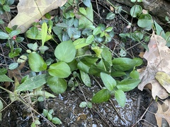Vinca major