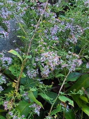 Symphyotrichum undulatum