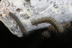 Malacosoma