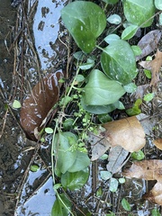 Vinca major