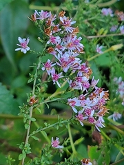 Symphyotrichum undulatum