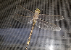 Anax papuensis