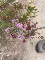 Kunzea parvifolia