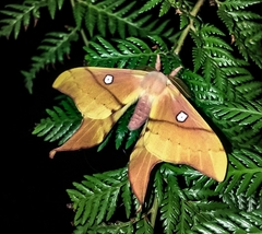 Cercophana venusta