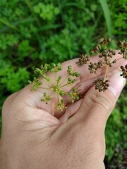 Petroselinum crispum