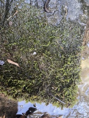 Hygroamblystegium varium