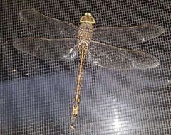 Anax papuensis