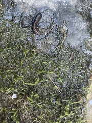 Hygroamblystegium varium