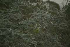 Eucalyptus pulverulenta