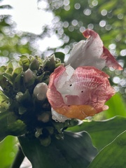 Costus lucanusianus