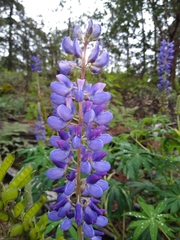 Lupinus polyphyllus