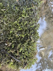Hygroamblystegium varium