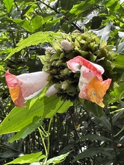 Costus lucanusianus