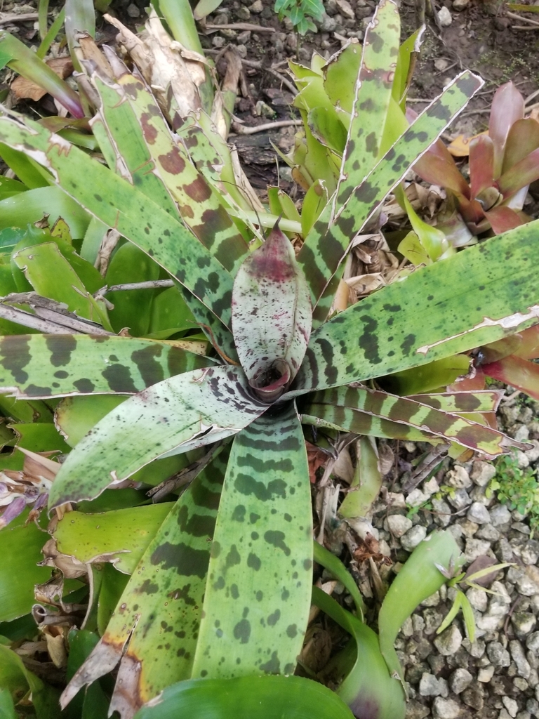 Neoregelia lilliputiana