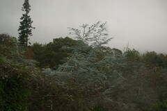 Eucalyptus pulverulenta