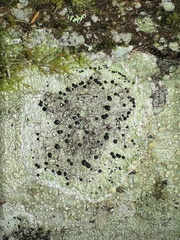 Mycoblastaceae