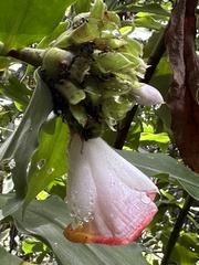 Costus lucanusianus