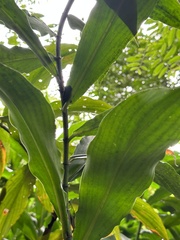 Costus lucanusianus