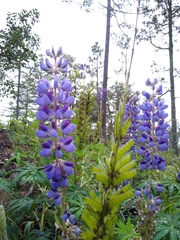 Lupinus polyphyllus