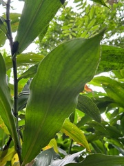 Costus lucanusianus