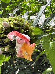 Costus lucanusianus